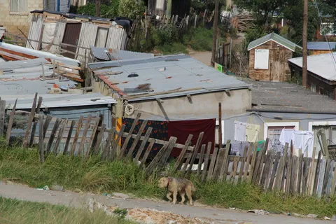 小镇，克尼什纳，南非，狗，贫困，木板，小屋，床单