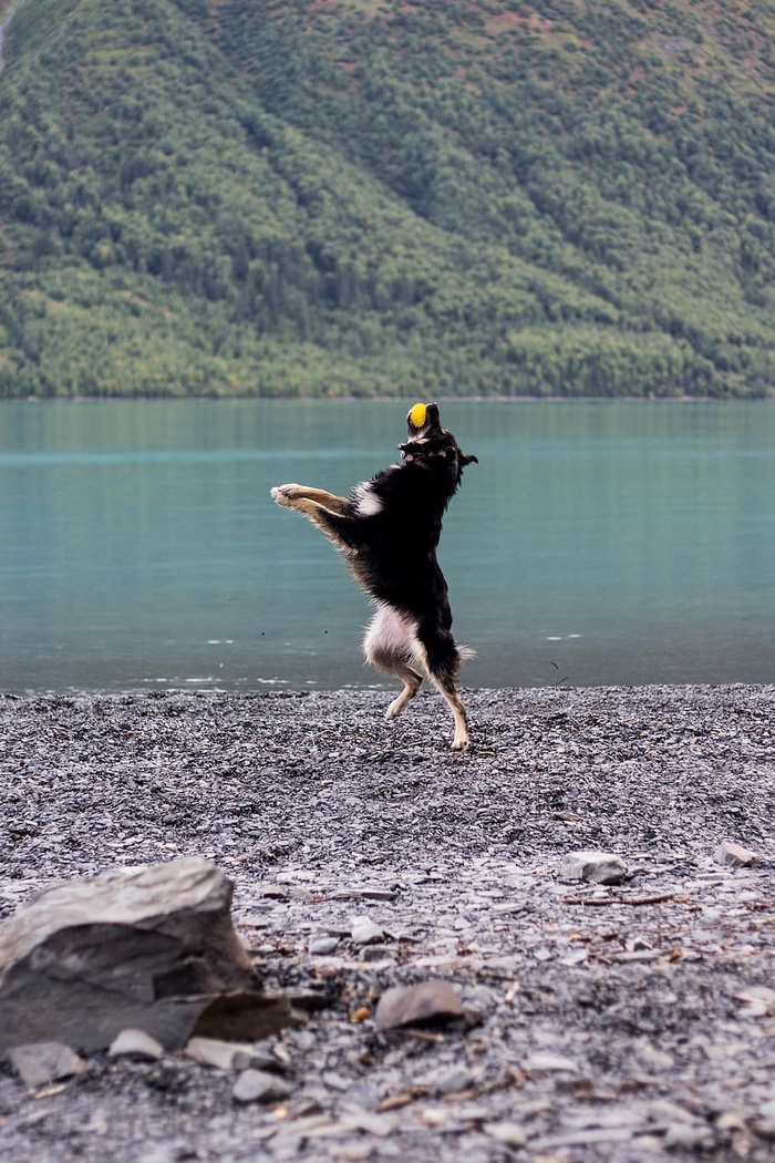 成年黑褐色德国牧羊犬在水体附近打球