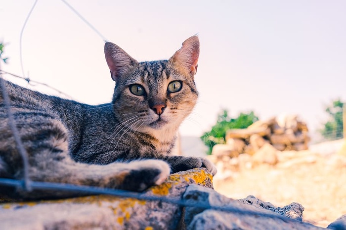 宠物，猫，动物，阿比西尼亚人，哺乳动物，五颜六色，可爱，可爱