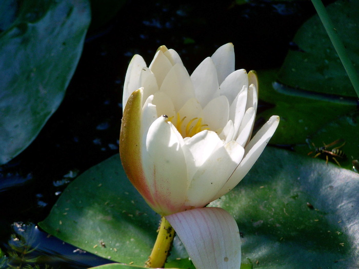 湖玫瑰，水生植物，仙女玫瑰，白花，花，开花植物，脆弱性，脆弱性