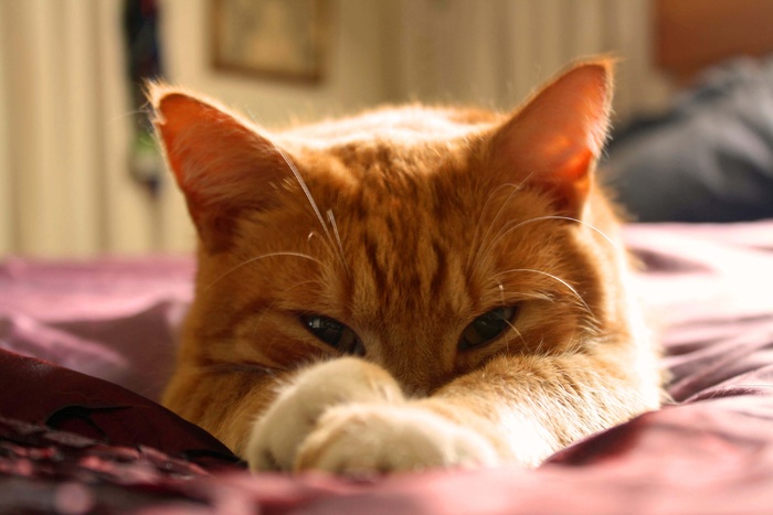 橙色，斑猫，猫，产蛋，红色，纺织品，橙色猫，姜黄色猫