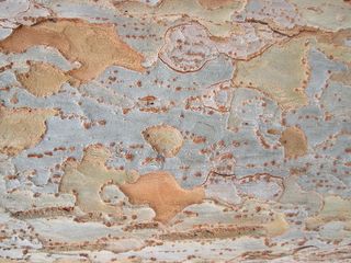 树皮，树皮，树木，质地，自然，植被，建筑结构，背景