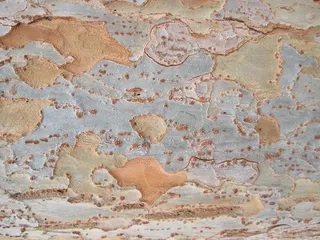 树皮，树皮，树木，质地，自然，植被，建筑结构，背景