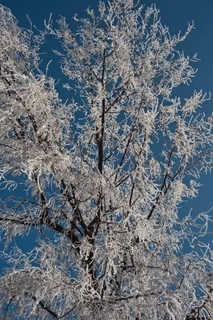 冬天,白霜,寒冷,自然,季节,美丽,冰,白色 冬天,白霜,寒冷,自然,季节,美丽,冰,白色