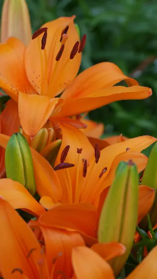 莉莉，花朵，橙色，莉莉，自然，开花，开花，植物