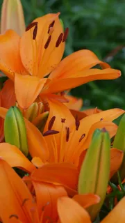 莉莉,花朵,橙色,莉莉,自然,开花,开花,植物 莉莉,花朵,橙色,莉莉,自然,开花,开花,植物