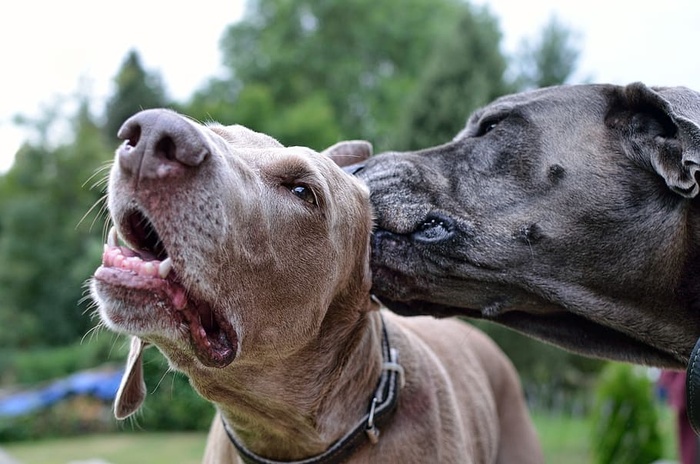Weimaranar，清洁耳朵，清洁狗，哺乳动物，动物主题，动物，家畜，家畜