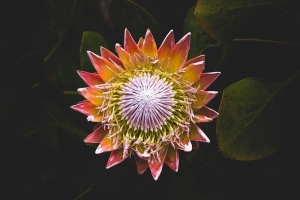 红黄花