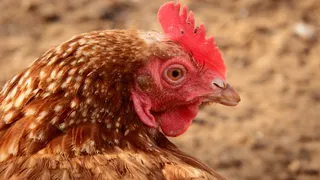 母鸡，原产法国，动物主题，鸡-鸟，动物，鸟，牲畜，一种动物