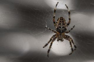 蜘蛛，蛛形纲动物，昆虫，蜘蛛网，恐惧，恐惧，神经质，无脊椎动物