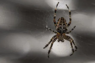 蜘蛛，蛛形纲动物，昆虫，蜘蛛网，恐惧，恐惧，神经质，无脊椎动物