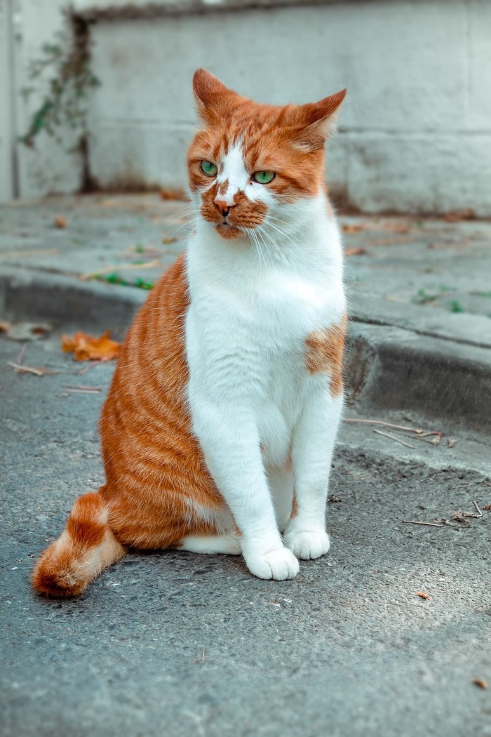 站在水泥路面上的短毛猫