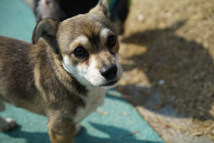 小狗，狗，动物，凝视，共识，散步，公园，一只动物