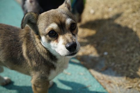 小狗，狗，动物，凝视，共识，散步，公园，一只动物