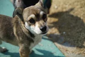 小狗，狗，动物，凝视，共识，散步，公园，一只动物