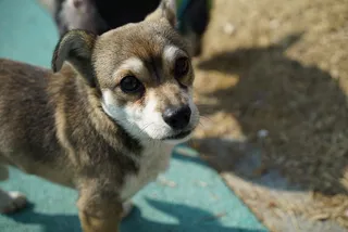 小狗，狗，动物，凝视，共识，散步，公园，一只动物