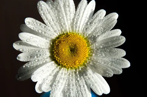 自然,花瓣,露珠,湿润,美丽,盛开,盛开,盛开 自然,花瓣,露珠,湿润,美丽,盛开,盛开,盛开