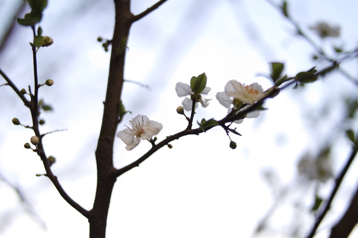 花，白色，花瓣，花朵，花园，植物，自然，秋天