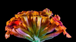 马缨丹，马缨丹，观赏植物，橙色，黄色，花朵，花朵，花朵