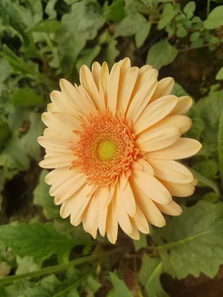 植物，自然，花，夏天，花瓣，植物，开花植物，脆弱性