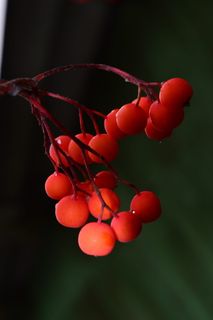 罗文、红色、自然、浆果、秋天、水果、特写、新鲜度