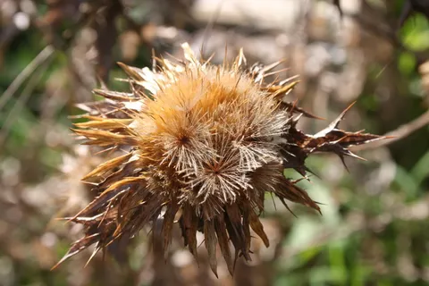 山楂，自然，秋天，关注前景，植物，特写，无人，自然之美