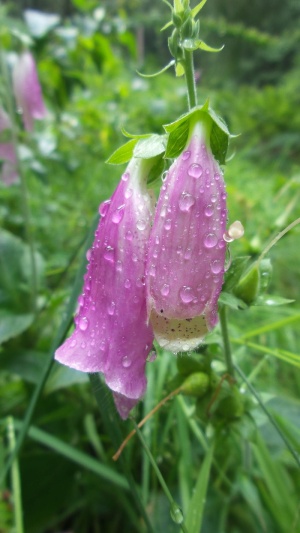 毛地黄、花、粉色、绿色、水滴、植物、生长、自然美