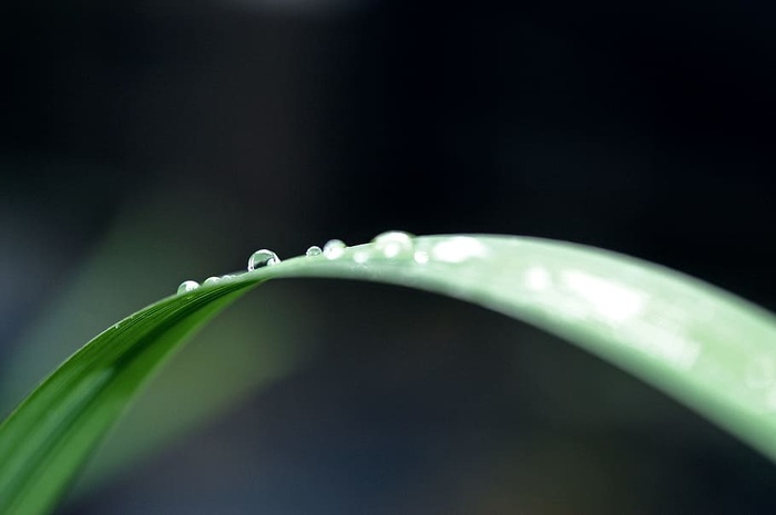 叶子上水滴的特写镜头
