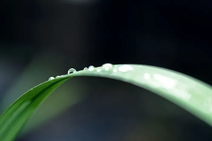 叶子上水滴的特写镜头