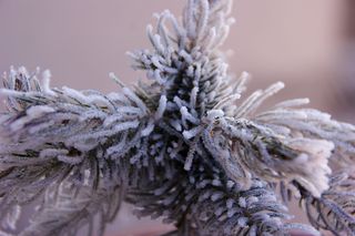 白色圣诞树