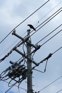 电气, 权力, 电压, 工业, 能源, 危险, 天空, 乌鸦