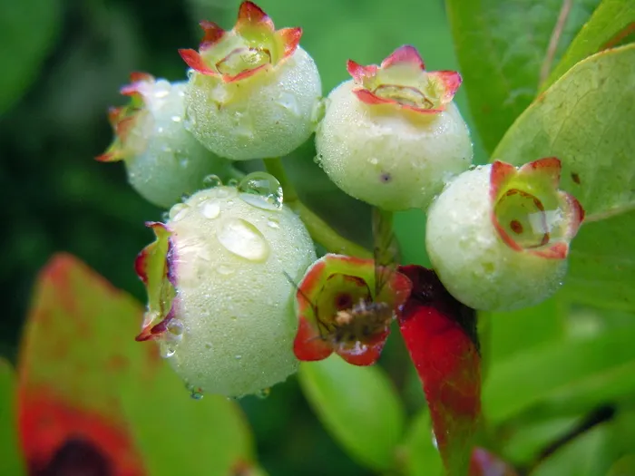 蓝莓、坐果、未成熟、特写、生长、新鲜度、水分、植物