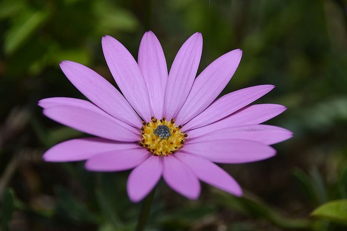 紫色花瓣花
