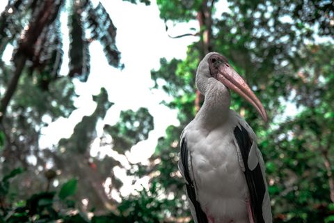 鸟，动物，动物园，喙，鸟类，异国情调，羽毛，羽毛