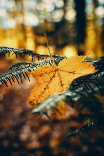 黄色枫叶的特写照片