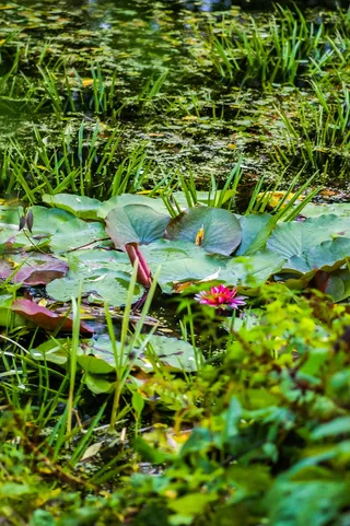 俄罗斯、莫斯科、aptekarskiy ogorod、秋季、睡莲、自然、graden、池塘