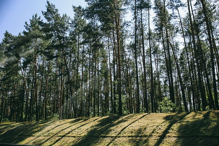 阳光斑驳的树林中的松树
