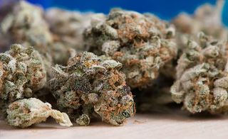 照片，绿色和橙色大麻芽，大麻，大麻，大麻，大麻，大麻，大麻，植物