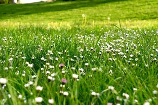 自然，田野，花朵，草，雏菊，植物，户外，植物