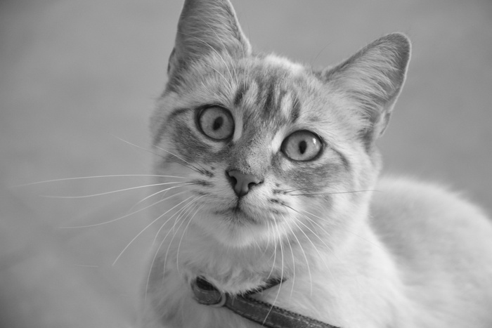 猫，黑白照片，猫眼，动物，家养动物，可爱，动物主题，宠物