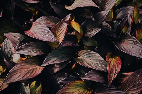 紫色和绿色的叶子，带水