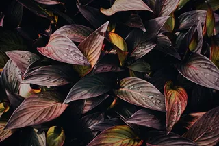 紫色和绿色的叶子，带水