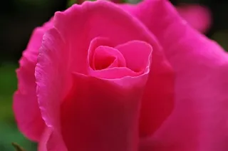 花朵，玫瑰，粉红玫瑰，开花植物，自然之美，植物，花瓣，特写