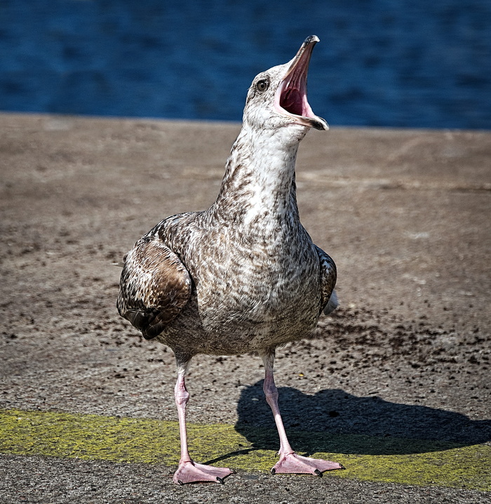 海鸥，叫声，小溪，对话，穿孔，陈述，广告，鸟