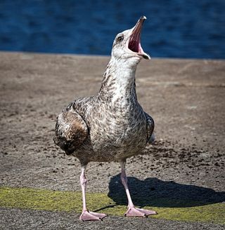 海鸥，叫声，小溪，对话，穿孔，陈述，广告，鸟