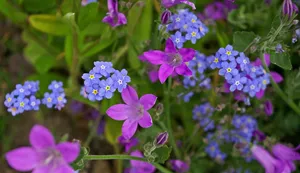 紫罗兰、铃铛花、紫色、蓝色、花朵、花朵、花朵、娇小铃铛花
