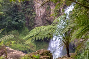 雾之林、蕨类植物、蕨类植物、苏铁、生物多样性、山地森林、自然、徒步旅行