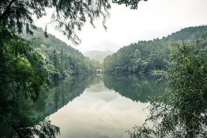 平静的水面上树木的倒影