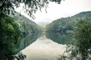 平静的水面上树木的倒影