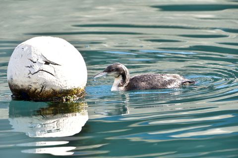 水，自然，野生动物，鸟，海鸟，火腿，水，动物